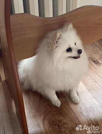 Зоогостиница Передержка животных Догситтер