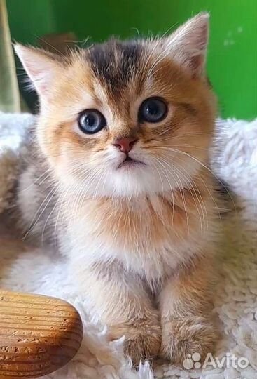 Кошка золотая. Питомник