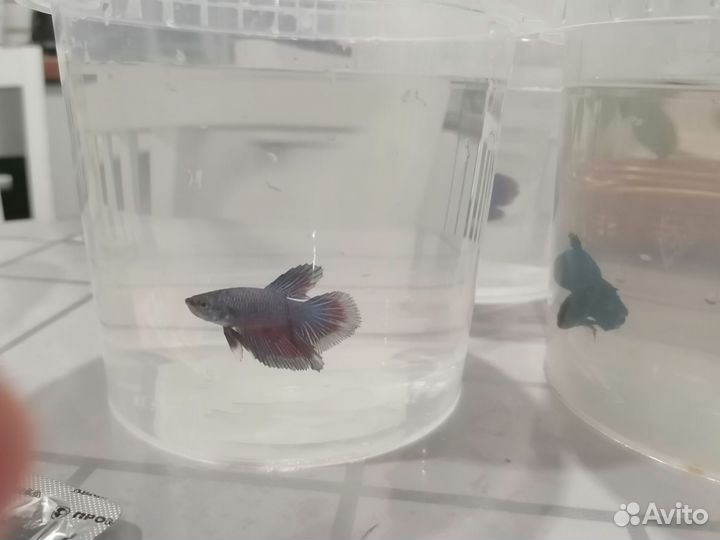 Рыбка петушок