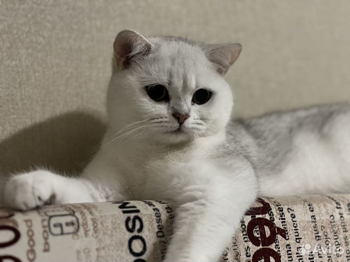 Британская серебристая шиншилла