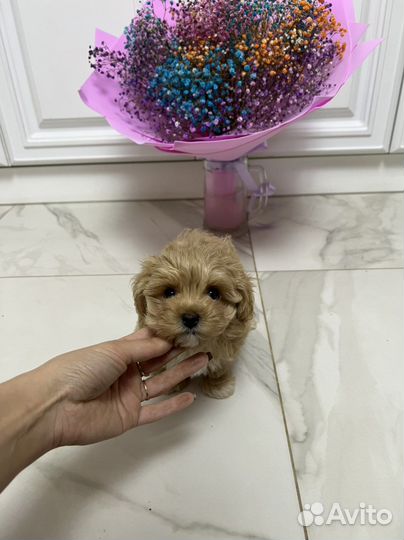 Мальтипу ф1 девочка Корея меллер премиум