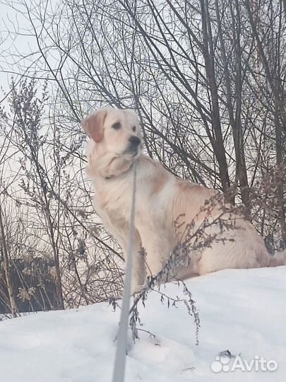 Индивидуальная передержка собак и кошек
