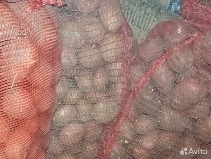 15 сортов семенного картофеля, зелень чеснока