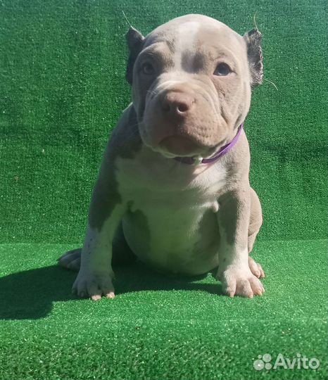 Ам Булли мальчик покет