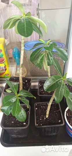 Черенки адениума