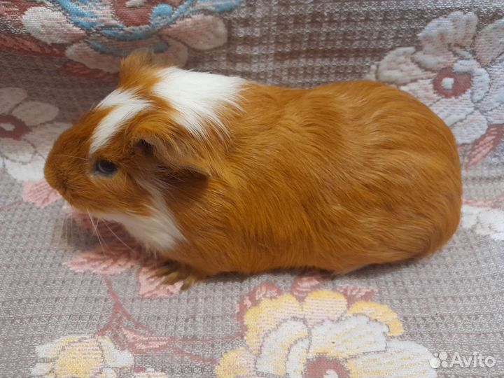 Морские свинки рыжие
