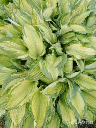 Многолетники