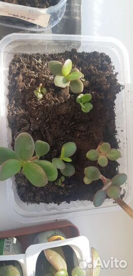 Комнатные цветы отростки