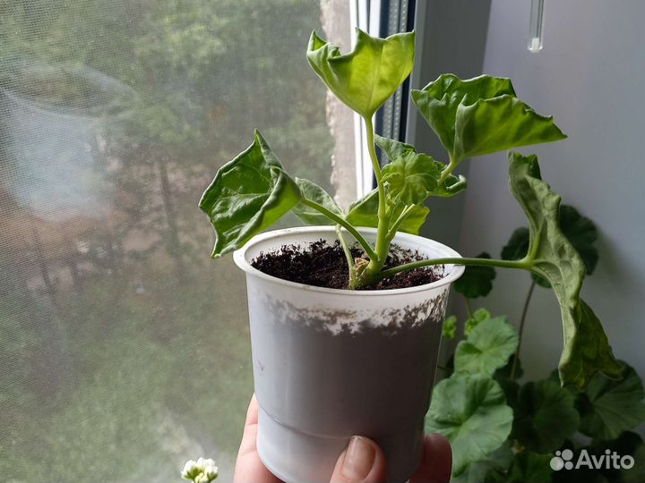 Пеларгония тюльпановидная Emma fran Bengtsbo