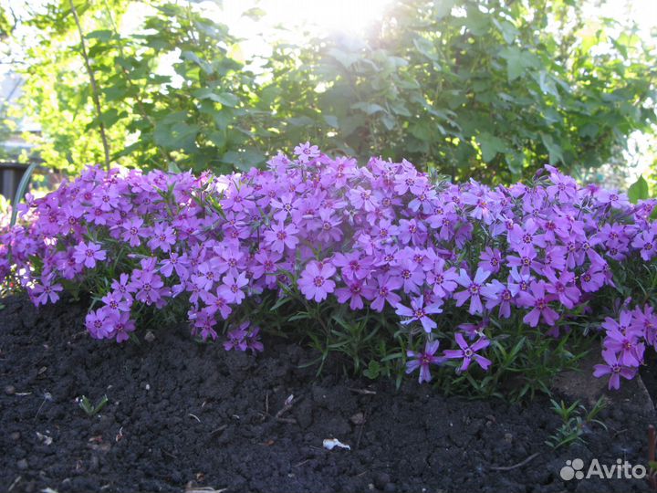 Флокс шиловидный, зкс