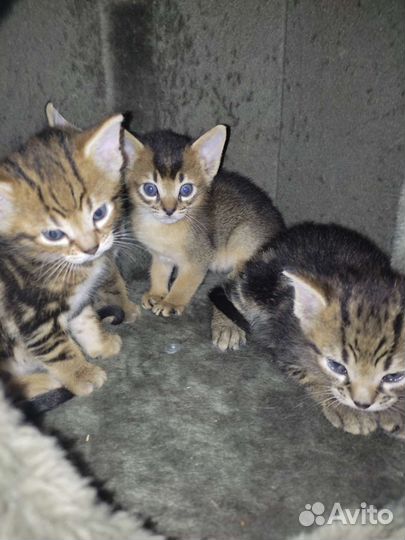 Котята
