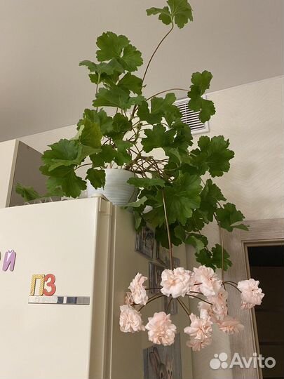 Пеларгония Леона Галактика