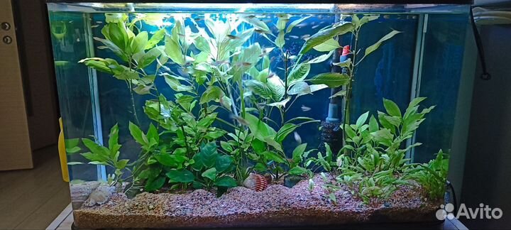 Аквариум