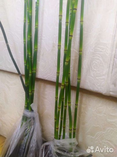 Зимующий хвощ, саженцы