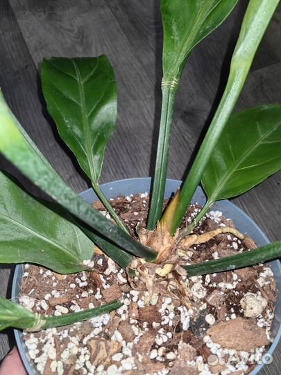 Антуриум Карма Бридж