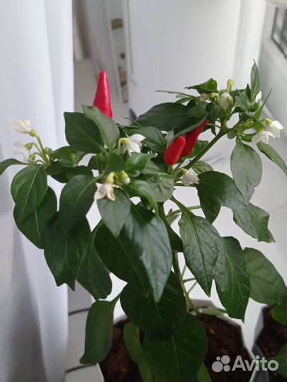 Перец комнатный острый