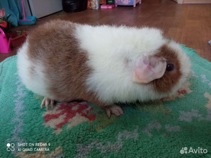 Породистые морские свинки