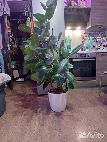 Фикус Эластика (Каучуконосный) H-130