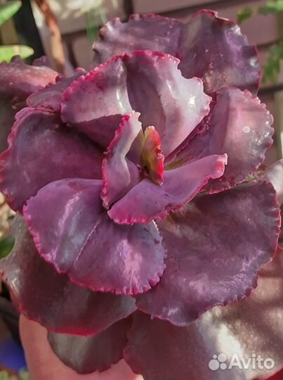 Кудрявые эхиверии. С волнистыи краем