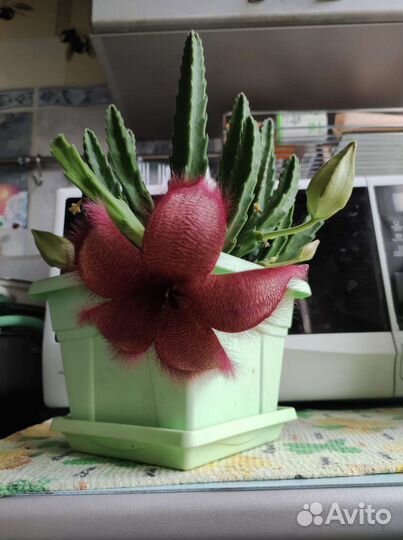 Кактус цветущий