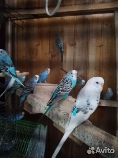 Волнистый попугай