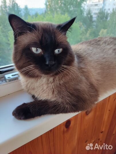 Кот на вязку