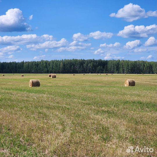 Сено в рулонах 2023