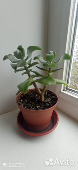 Толстянка сортовая