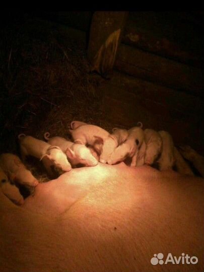 Поросята ландрас