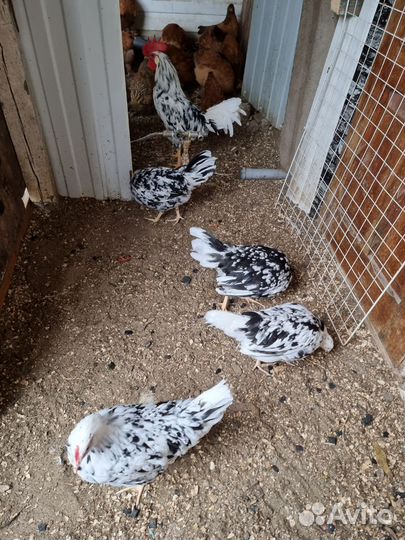 Молодые семьи мраморного леггорна и лакеданзи