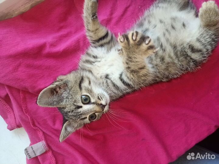Котята