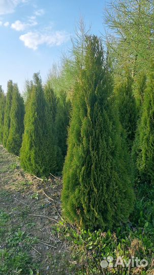 Туя западная