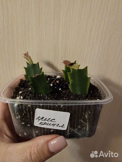 Декабрист шлюмбергера