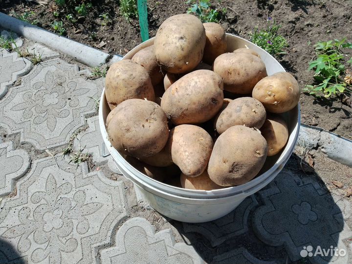 Картофель едовой