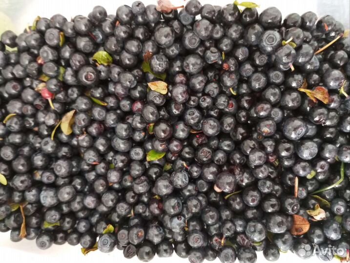 Черника свежая