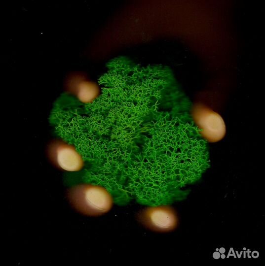 Мох для дизайна, 500г, цвет Тёмно-зелёный