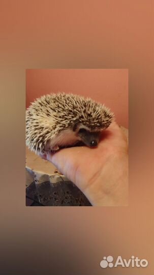 Карликовые, африканские ежатки