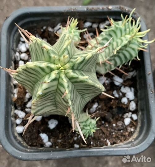 Эуфорбия мелоформис вариегатная из питомника