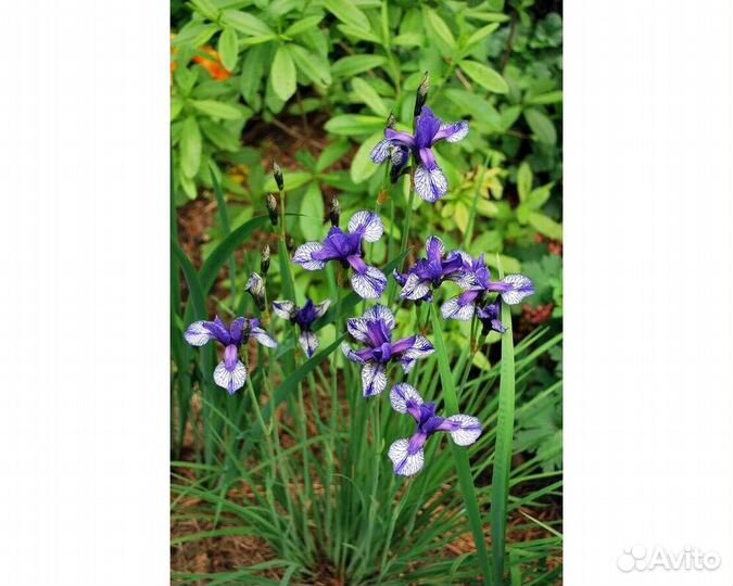 Ирис сибирский Flight of Butterflies