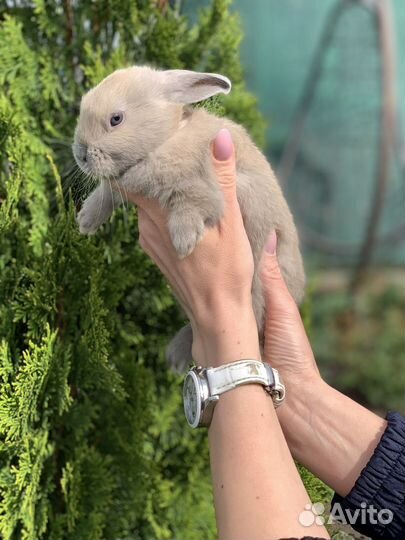 Декоративные кролики