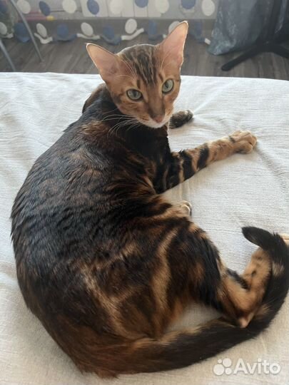 Бенгальский кот