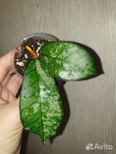 Хойи на срез и укорененные