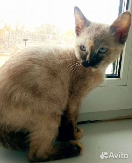 Котятки в дар