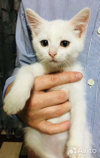 Бронь Белоснежка ищет дом