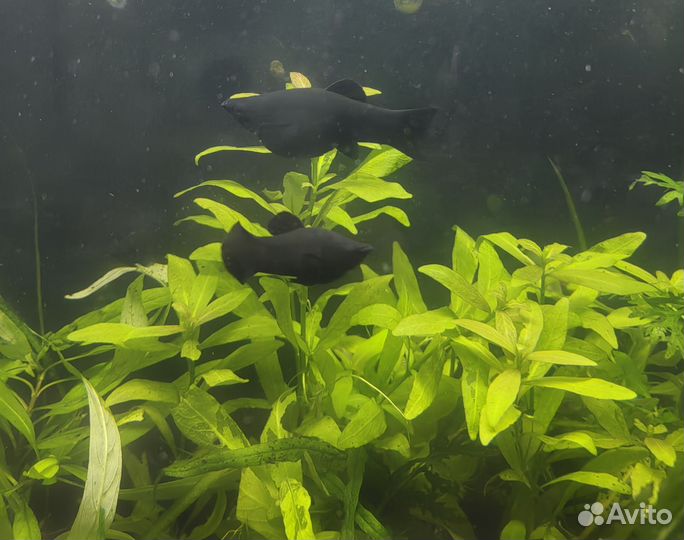 Аквариумные рыбки