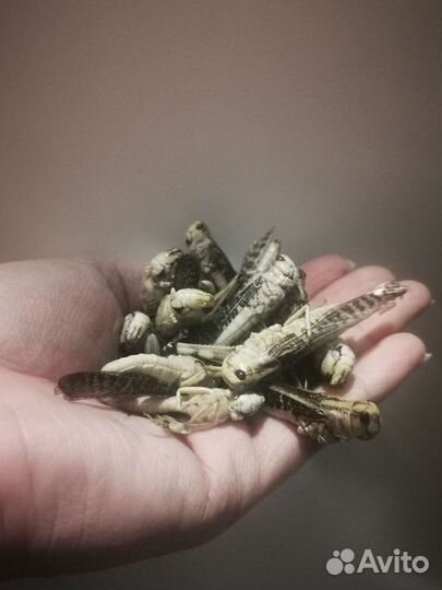 Саранча для ежей, рептилий, птиц и обезьян