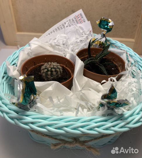 Подарочный набор из растений (эхинопсис+хавортия)