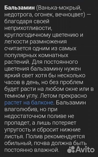 Бальзамин махровый коралловый