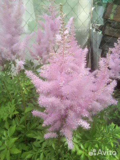 Японская анемона. Астильбы