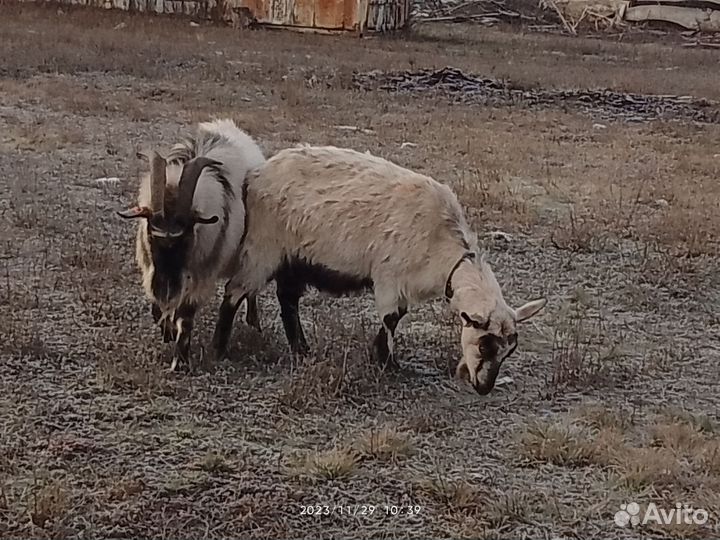 Продается козёл альпийский
